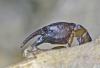 Euscorpius flavicaudis